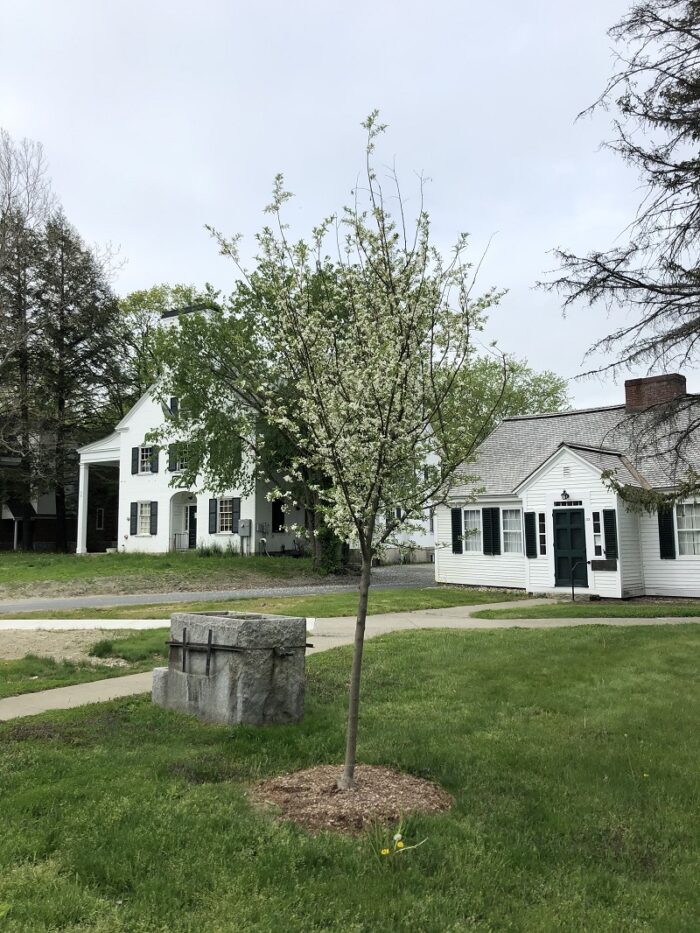 Crabapple tree planted in front of Webster Cottage, in memory of Sylvia Allen Nelson